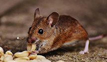 24 Hour & Emergency Exterminators in Grimesland, NC